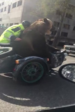 فيديو طريف ... دب يقود دراجة نارية