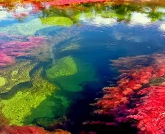 بالصوَر، نهر كريستالي في كولومبيا يتدلّى الجمال من أروقته