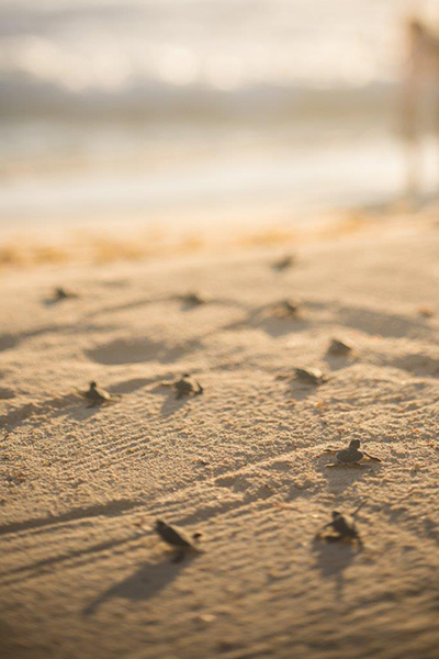 في يوم الأرض مجموعة كونستانس للفنادق تعزز موقعها كعلامة رائدة على قائمة الفنادق الفخمة البيئية