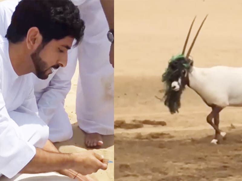 ولي عهد دبي يشارك في عملية إنقاذ لحيوان "المها"