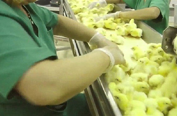 فيديو مرعب .. كيف يتم التعامل مع الصيصان في المداجن