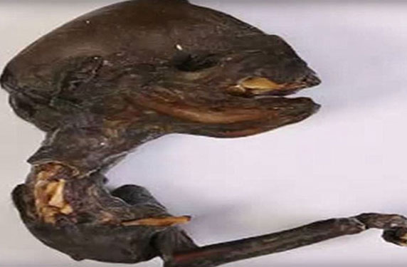 بالفيديو: العثور على هيكل مخلوق فضائي في روسيا
