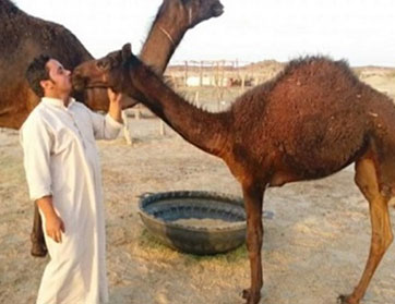  سعودي يقبّل الإبل متحدياً الكورونا 