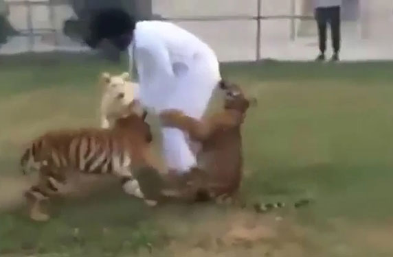 بالفيديو شاب إماراتي يلعب مع أشبال النمر