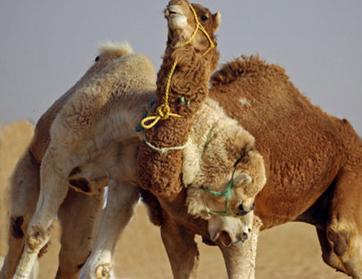 صراع حاد بين جملين يستدعي تدخل الشرطة في الكويت