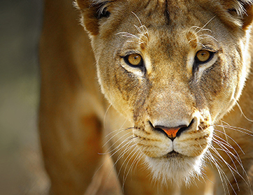 طفلة في الـ 11 من عمرها تقتل أسداً كاد يفتك بها وبشقيقها!