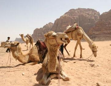 السماح للمرأة السعودية بالمشاركة بإبلها في مسابقة لملكة جمال الإبل