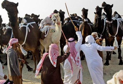 استمتعوا بالتنوع وعراقة التراث والمغامرات الشيقة في مهرجان الظفرة للإبل