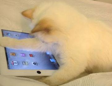 قطة كارل لاغرفيلد تستخدم الـ iPad