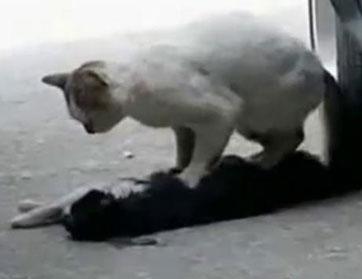 قط يحاول إنقاذ قط آخر دهسته سيارة