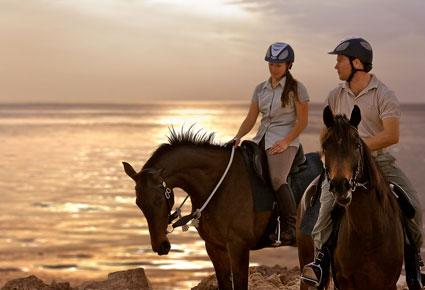 افتتاح اسطبلات جزيرة صير بني ياس 