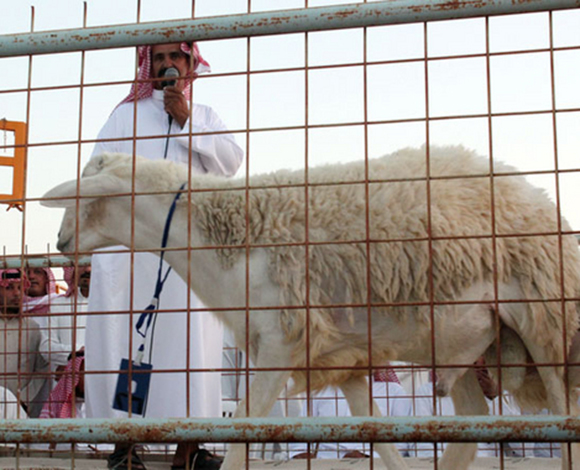 بيع خروف بـ 37 ألفاً ريال في الطائف