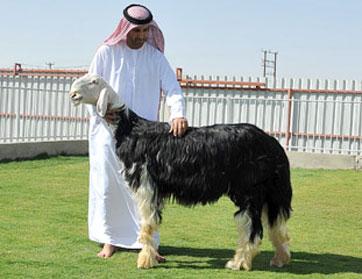 خروف بقيمة 75 ألف درهم 