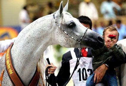 مهرجان الشارقة الدولي الـ13 للجواد العربي