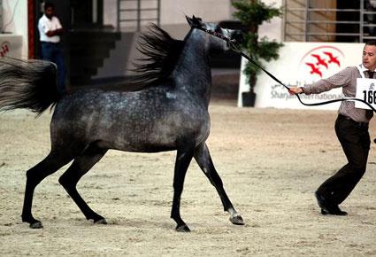 مهرجان الشارقة الدولي الـ13 للجواد العربي