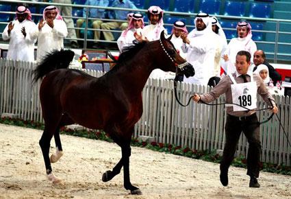 مهرجان الشارقة الدولي الـ13 للجواد العربي