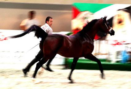 مهرجان الشارقة الدولي الـ13 للجواد العربي
