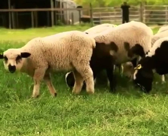 لماذا فرض الله على الأنبياء والرسل العمل؟