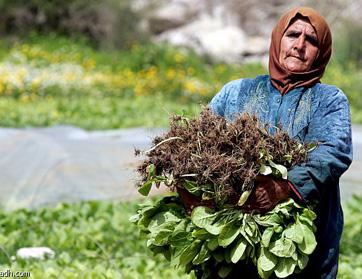 "زوجتان لكل مزارع" قرض بنكي لحل العنوسة في مصر