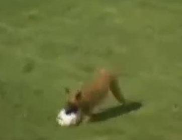 كلب يقتحم الملعب ويراوغ لاعب المنتخب السعودي  !