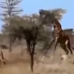 معركة بين زرافة وأسود .. لمن النصر في النهاية!