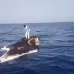 أغرب صيد في السعودية ... على ظهر حوت