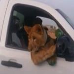 فقط في السعودية: مواطن يقود سيارته وبجواره "أسد"