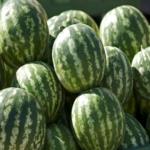 بالفيديو : حاولوا إصطياد السمك في السعودية ... فماذا إصطادوا؟