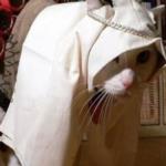 شاهد بالصور قططاً مدججة بالسلاح