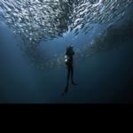 شاهد أسماك تطير وتهاجم الصيادين