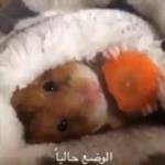 شاهد طرق السعوديين الطريفة للتغلب على موجة البرد القارص
