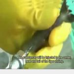 بالفيديو .. تعرف على طريقة جديدة للغش في بيع الروبيان