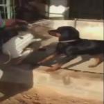 رد فعل الشيخ محمد بن راشد على فيديو تعذيب القطة في دبي