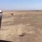 شاهد فيديو قتل الذئب الذي أشعل الغضب