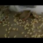 بالفيديو .. تعرف على الجمهور الاستثنائي لهذا العرض الفني