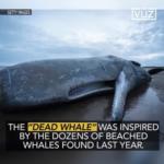 شاهد هذا الحوت على شواطئ الفلبين .. ولكنه ليس كأي حوت