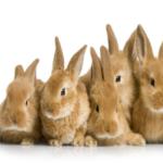 شاهد تعليق النائبة الكويتية صفاء الهاشم عن المصريين والأرانب