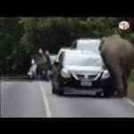 كيف يلعب الفيل مع زوار حديقة الحيوان المفتوحة .. اعرف بالفيديو