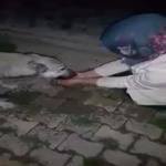 شاهد إنسانية هذه السيدة تجاه كلب
