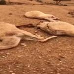 صاعقة رعدية تقتل الإبل في المملكة .. فيديو