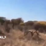 بالفيديو .. اصطادوا زرافة وذبحوها لطهيها ... وانقسام الفيس بوك حول هذا الأمر .. مشاهد عنيفة