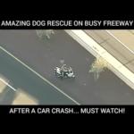 لحظة إنقاذ كلب بعد حادث اصطدام على طريق سريع .. يجب عليك مشاهدته