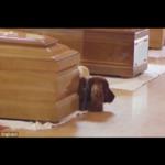كلب أوفى من الأشخاص .. رقد بجوار تابوت صاحبه رافضًا الفراق
