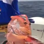 اصطياد بترجي لسمكة عملاقة .. فيديو