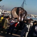 اصطياد سمكة تزن طنًا في لبنان