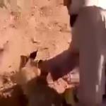 ينقذ ثعلبًا ثم يطلقه .. فيديو