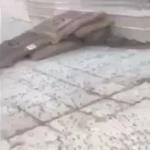 بالفيديو .. عمال يسيرون فوق أكياس الأرز