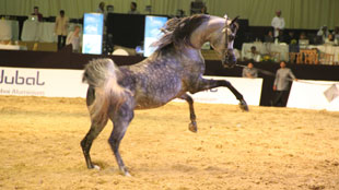 "دبي الدولي للخيل 2012" ينطلق الأسبوع المقبل