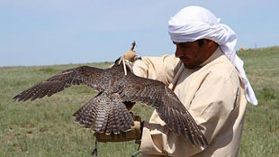 برنامج الشيخ زايد لإطلاق الصقور ينجح منذ إطلاقه بإعادة 1363 صقراً للحياة البرية 