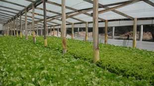 مليار دولار الاستثمارات الإماراتية الزراعية في مصر 